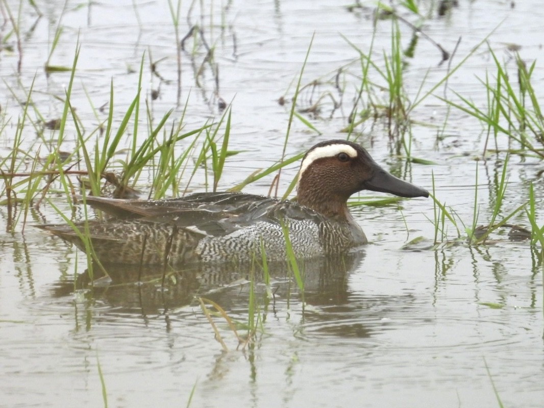 Garganey - Simon Buckingham