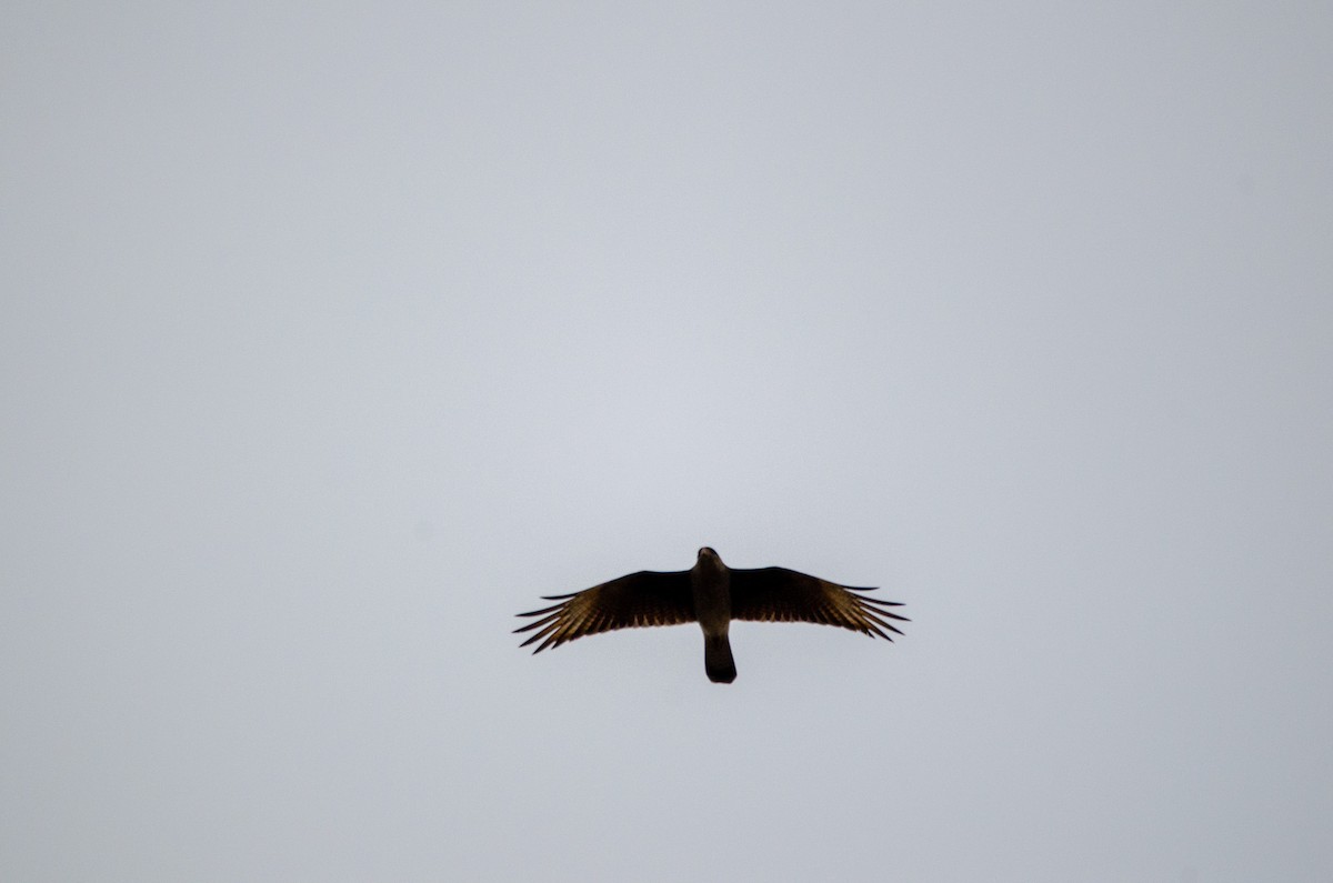 Chimango Caracara - Francisco Gambino