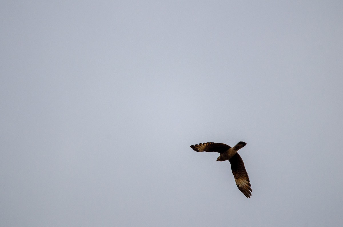 Chimango Caracara - Francisco Gambino