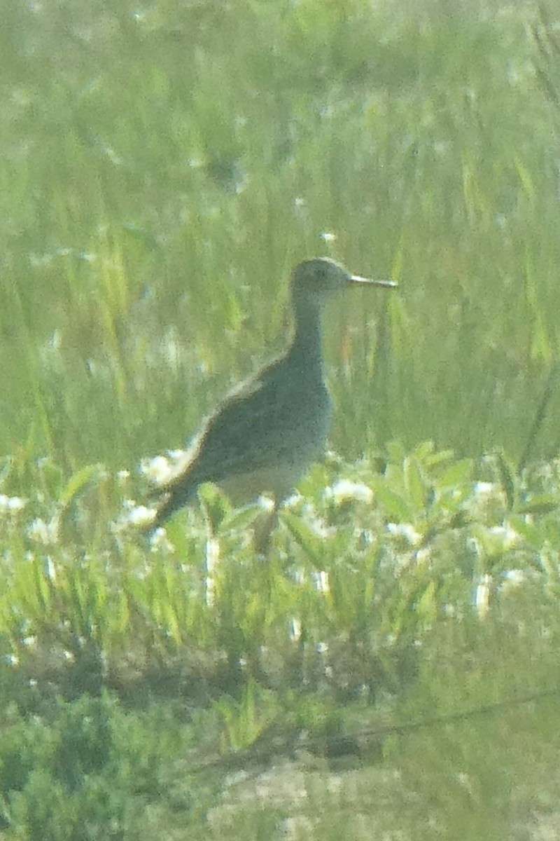 Upland Sandpiper - ML619401255