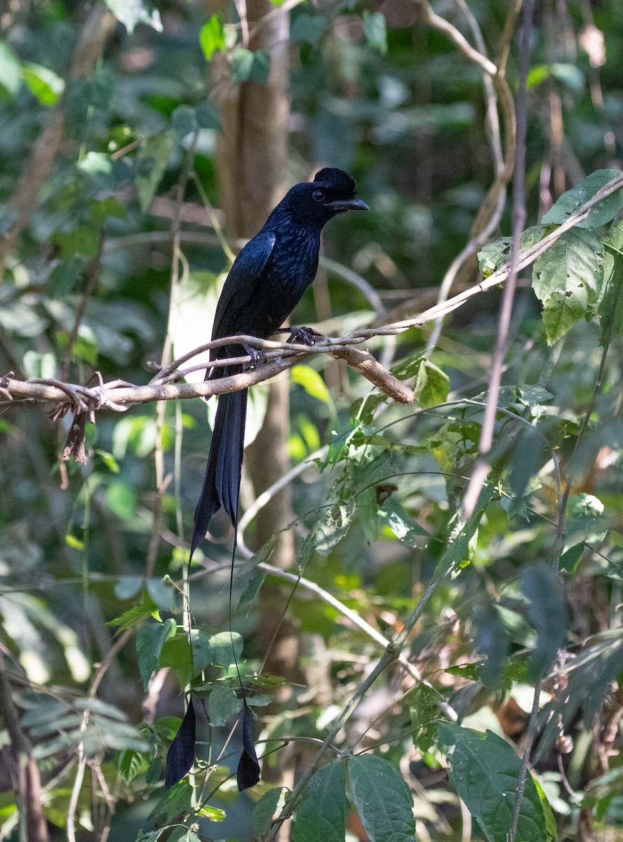 Greater Racket-tailed Drongo - Daniel Gornall