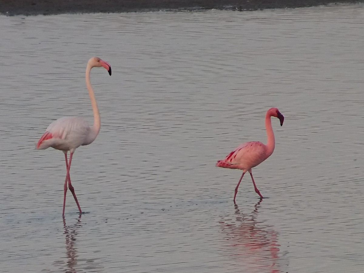 Lesser Flamingo - José Ignacio Dies
