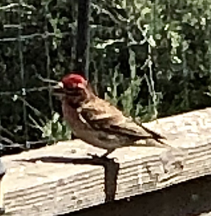 Cassin's Finch - ML619401275