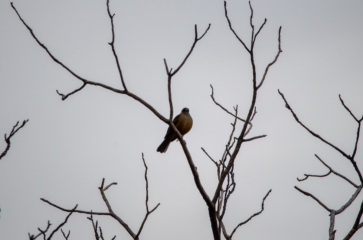 Rufous-bellied Thrush - Francisco Gambino