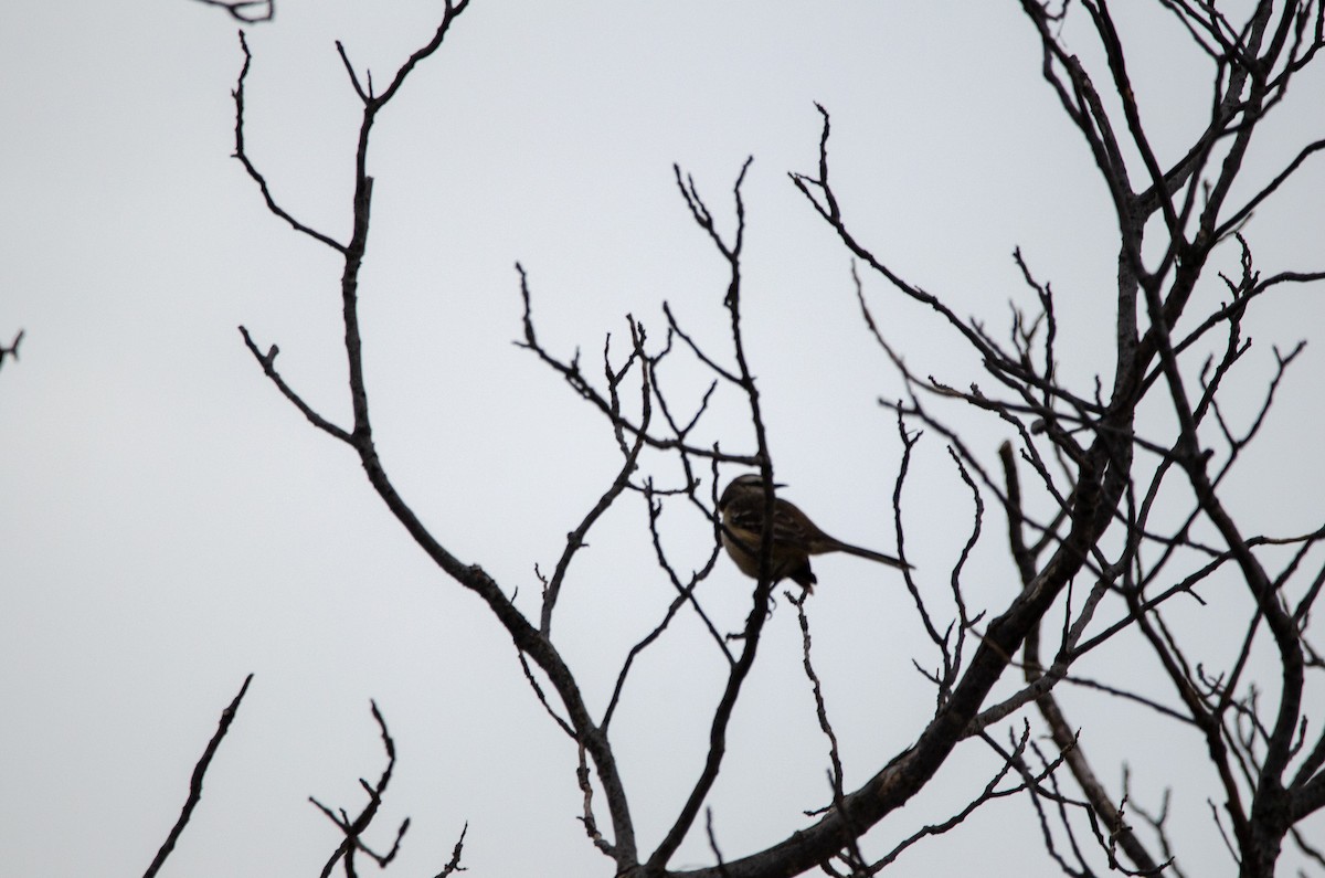 Chalk-browed Mockingbird - ML619401280