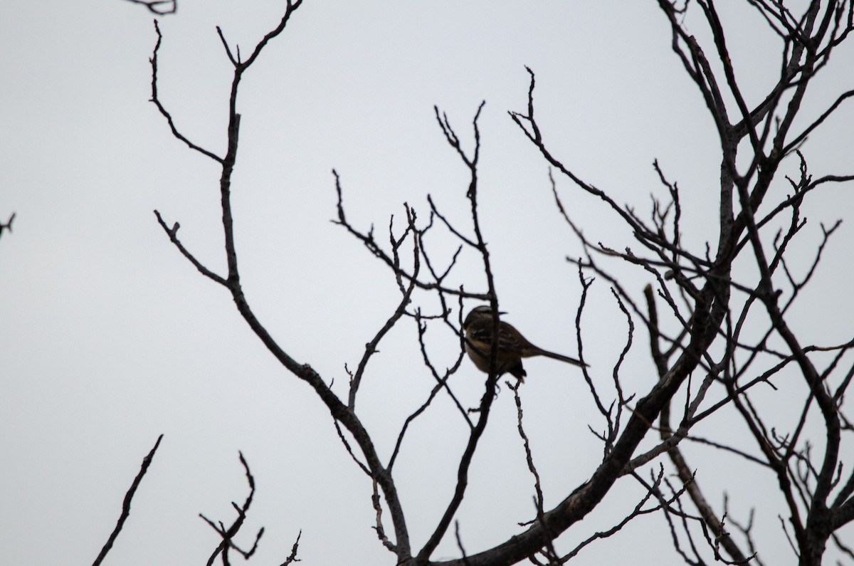 Chalk-browed Mockingbird - Francisco Gambino