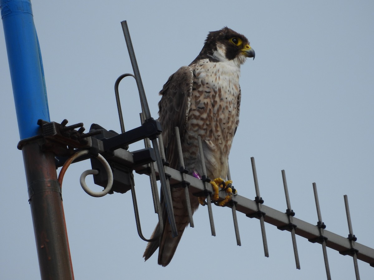 Peregrine Falcon - Fran Alvarez Gonzalez