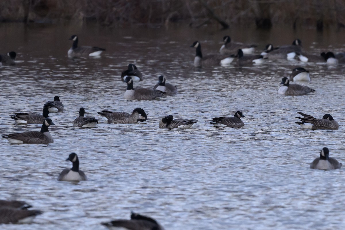 Cackling Goose - Stephen Davies