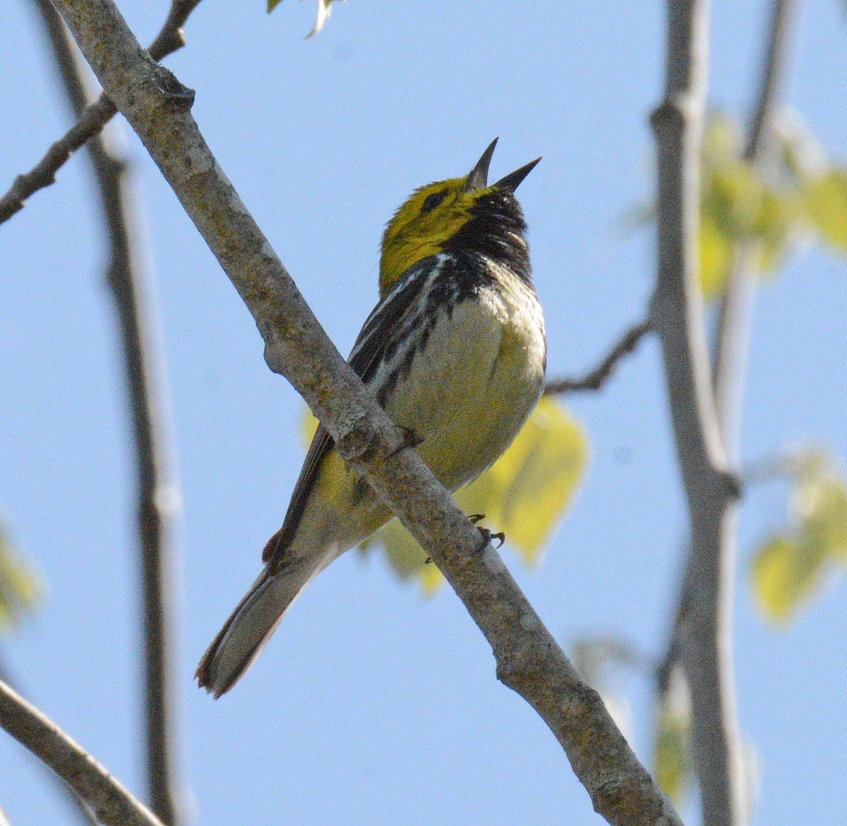 Black-throated Green Warbler - Michael J Good