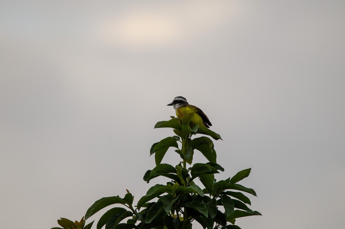 Great Kiskadee - ML619401295