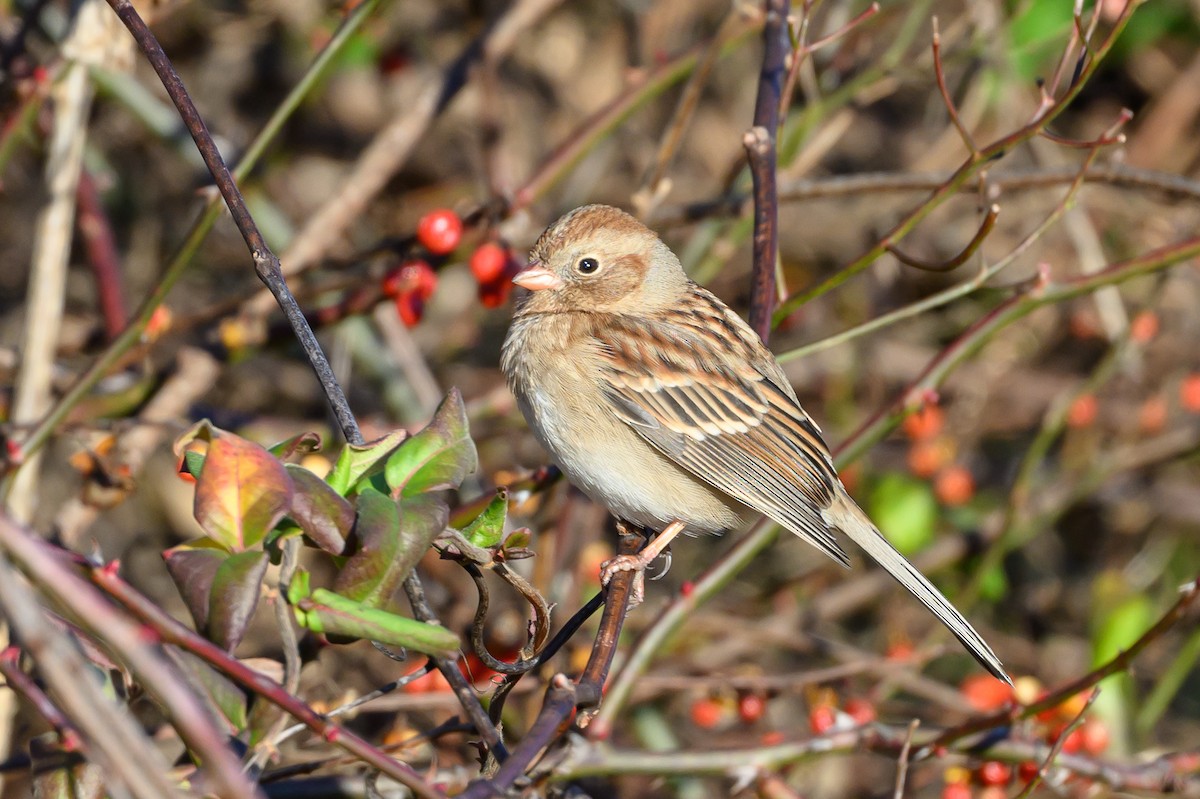Field Sparrow - Stephen Davies