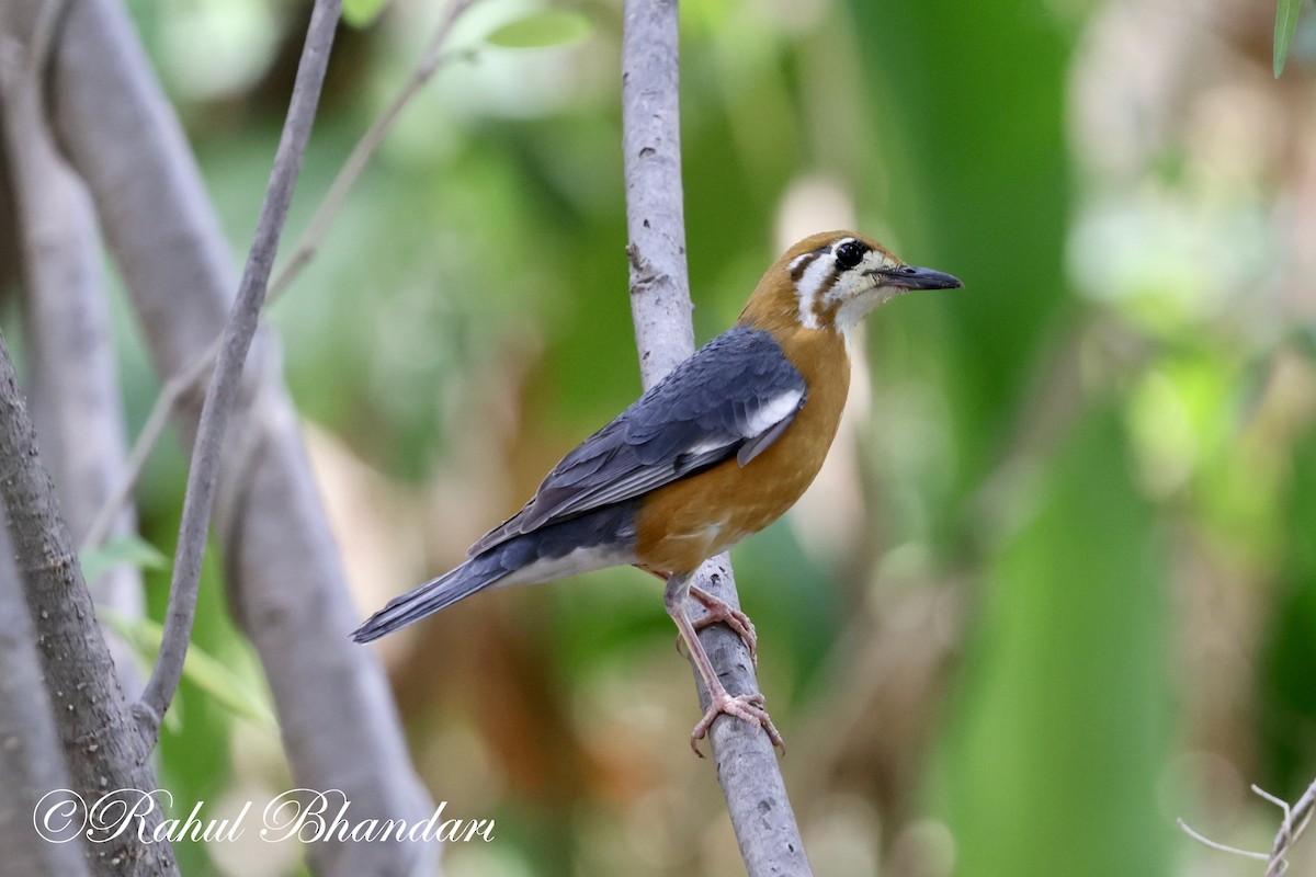 Orange-headed Thrush - Rahul Bhandari