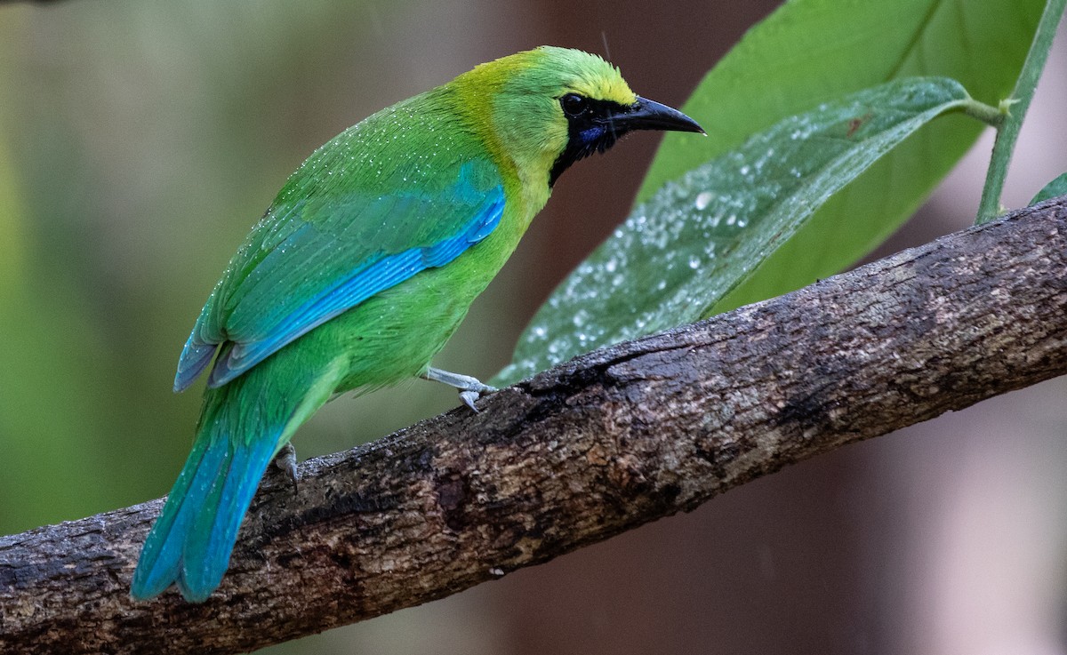 Blue-winged Leafbird - Daniel Gornall