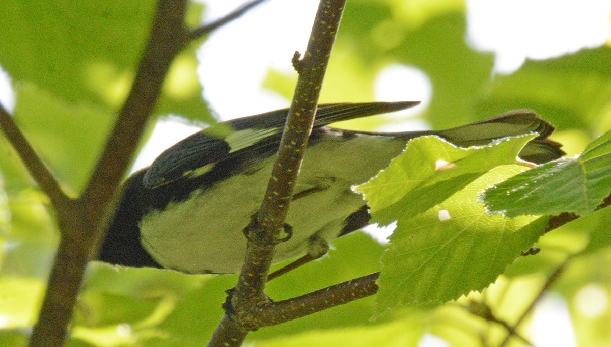 Black-throated Blue Warbler - Michael J Good