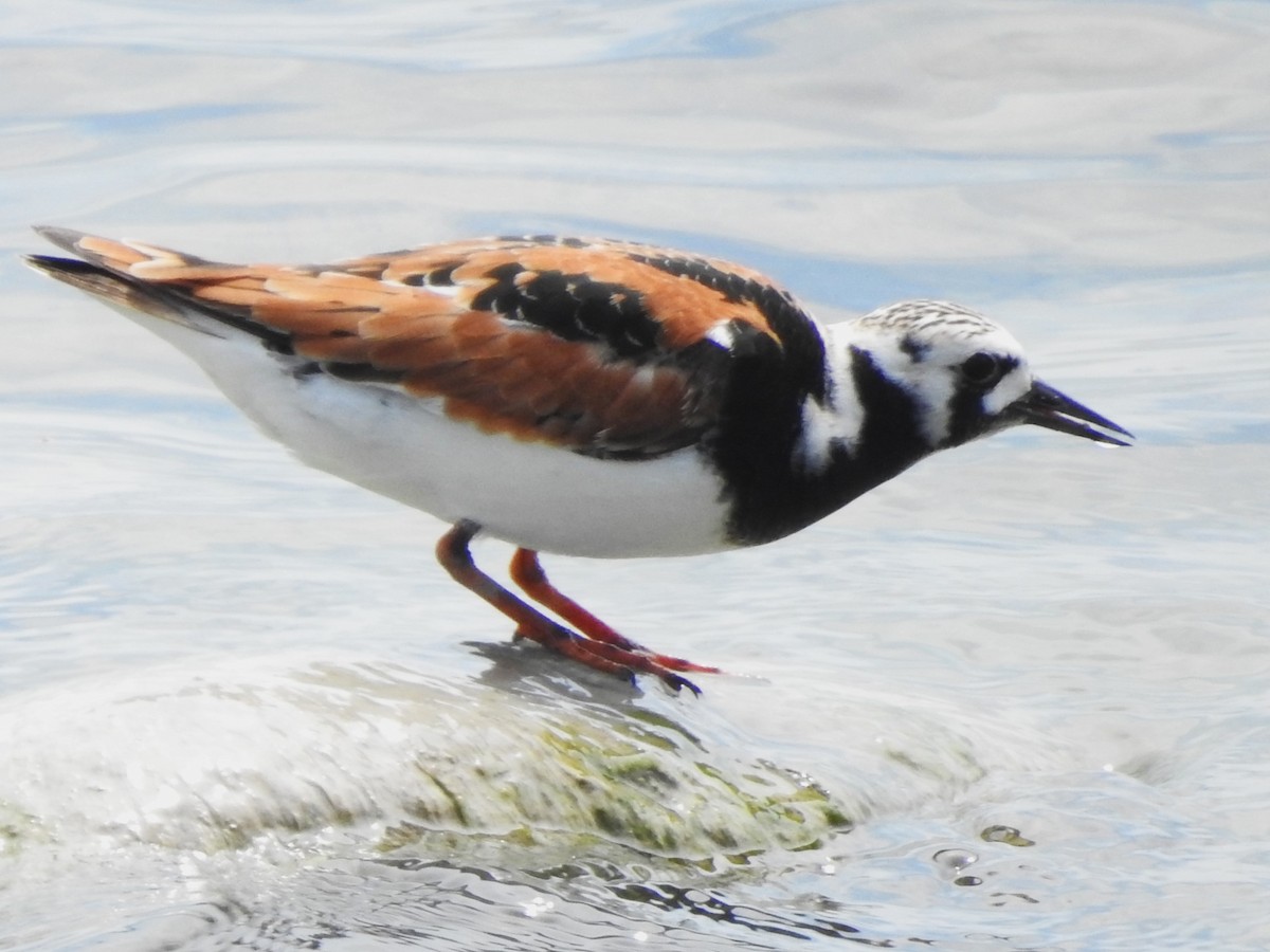 Ruddy Turnstone - Mike Ferguson