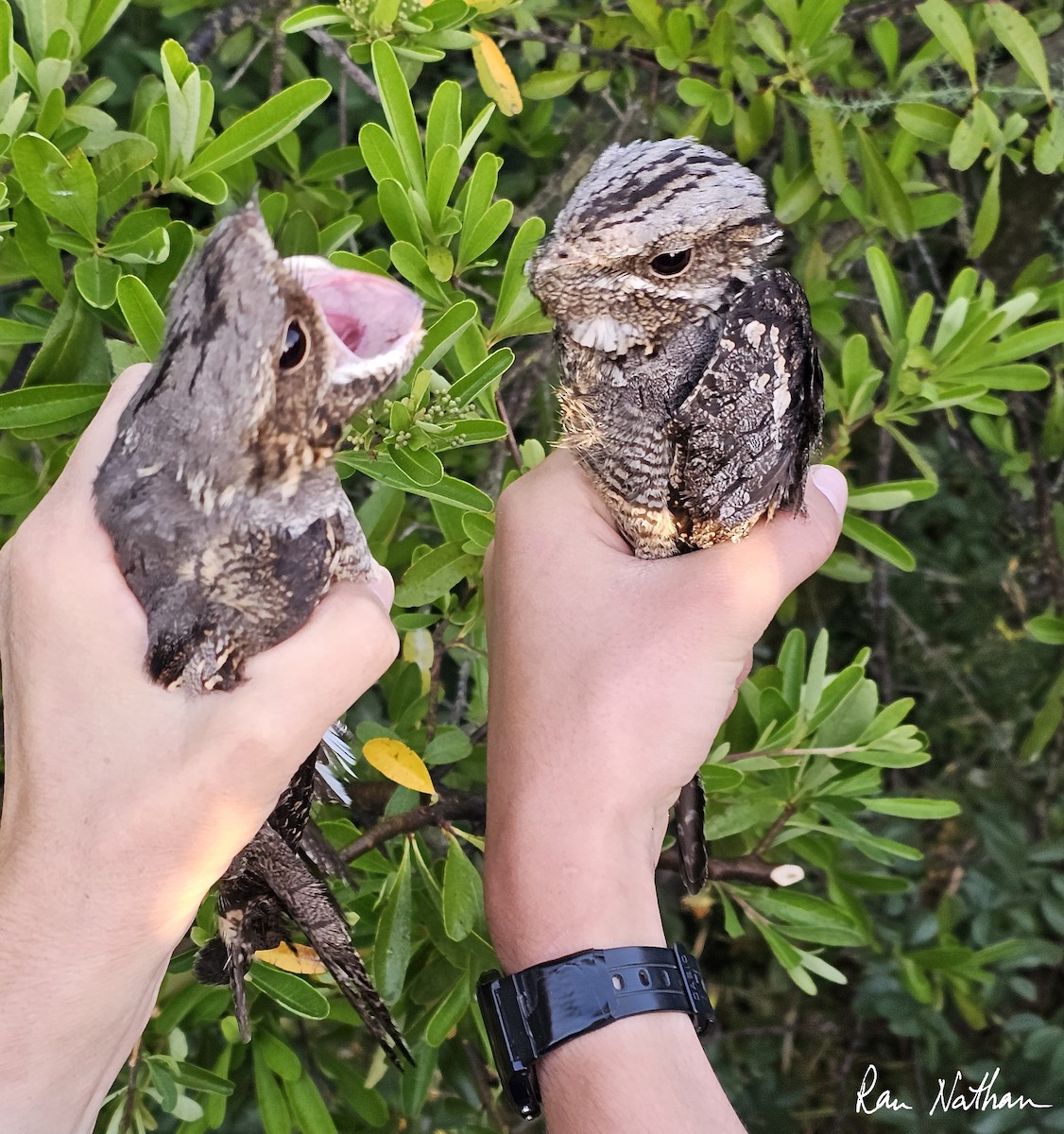 Eurasian Nightjar - ML619401318