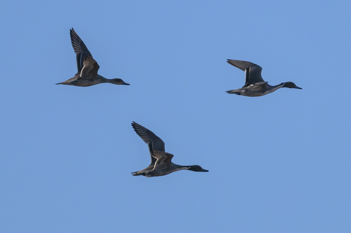 Northern Pintail - Stephen Davies