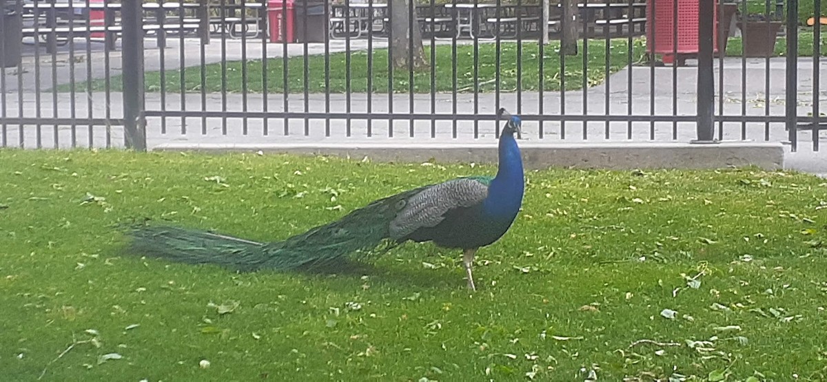 Indian Peafowl - Jonathan Saluone, Junior