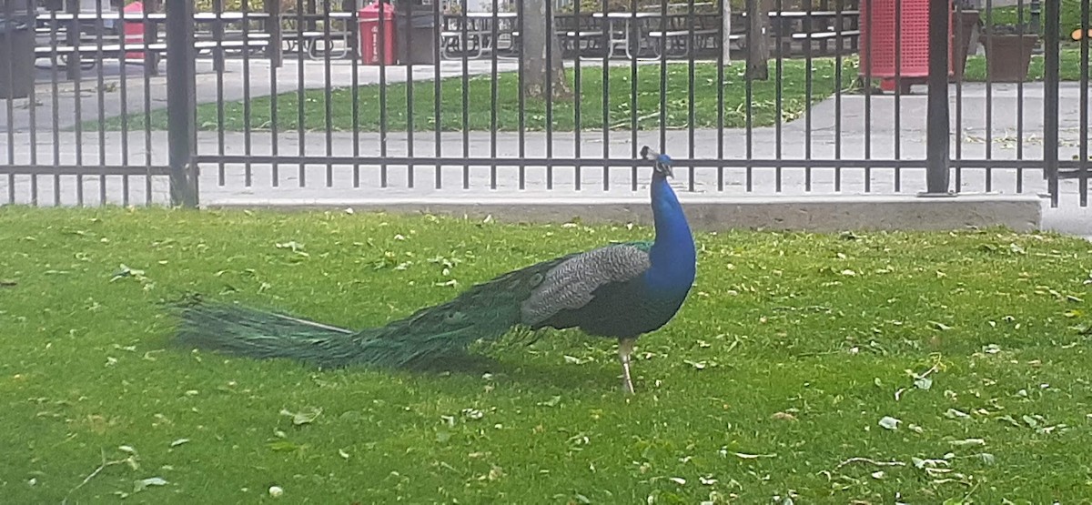 Indian Peafowl - Jonathan Saluone, Junior