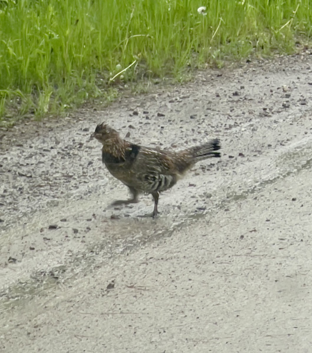 Ruffed Grouse - Always An Adventure Inc. Team