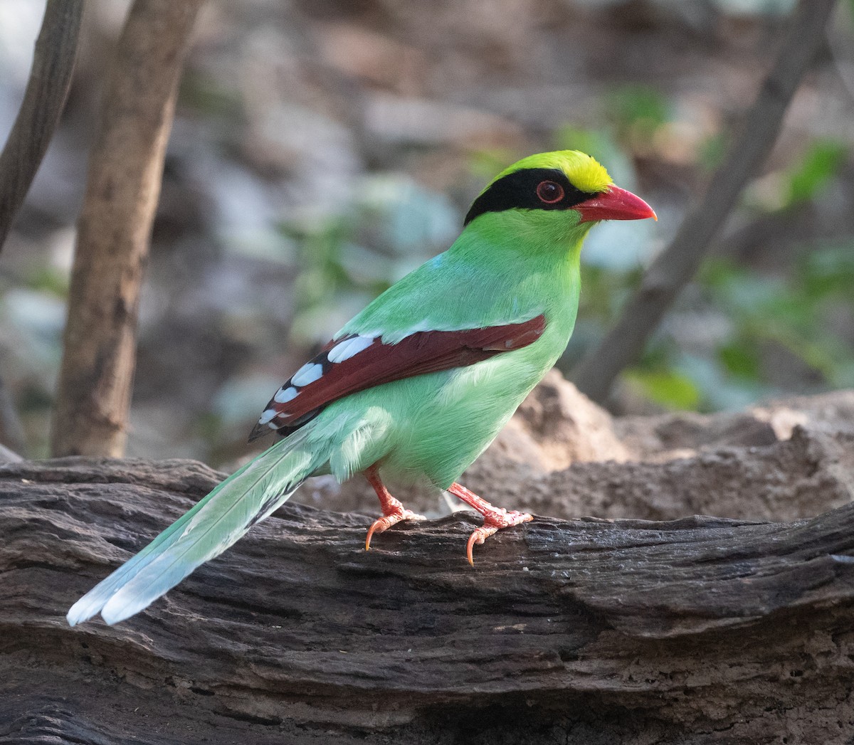 Common Green-Magpie - ML619401353