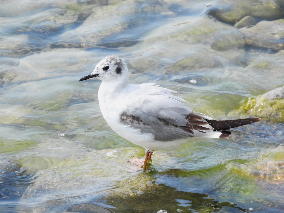 Bonaparte's Gull - Mike Ferguson