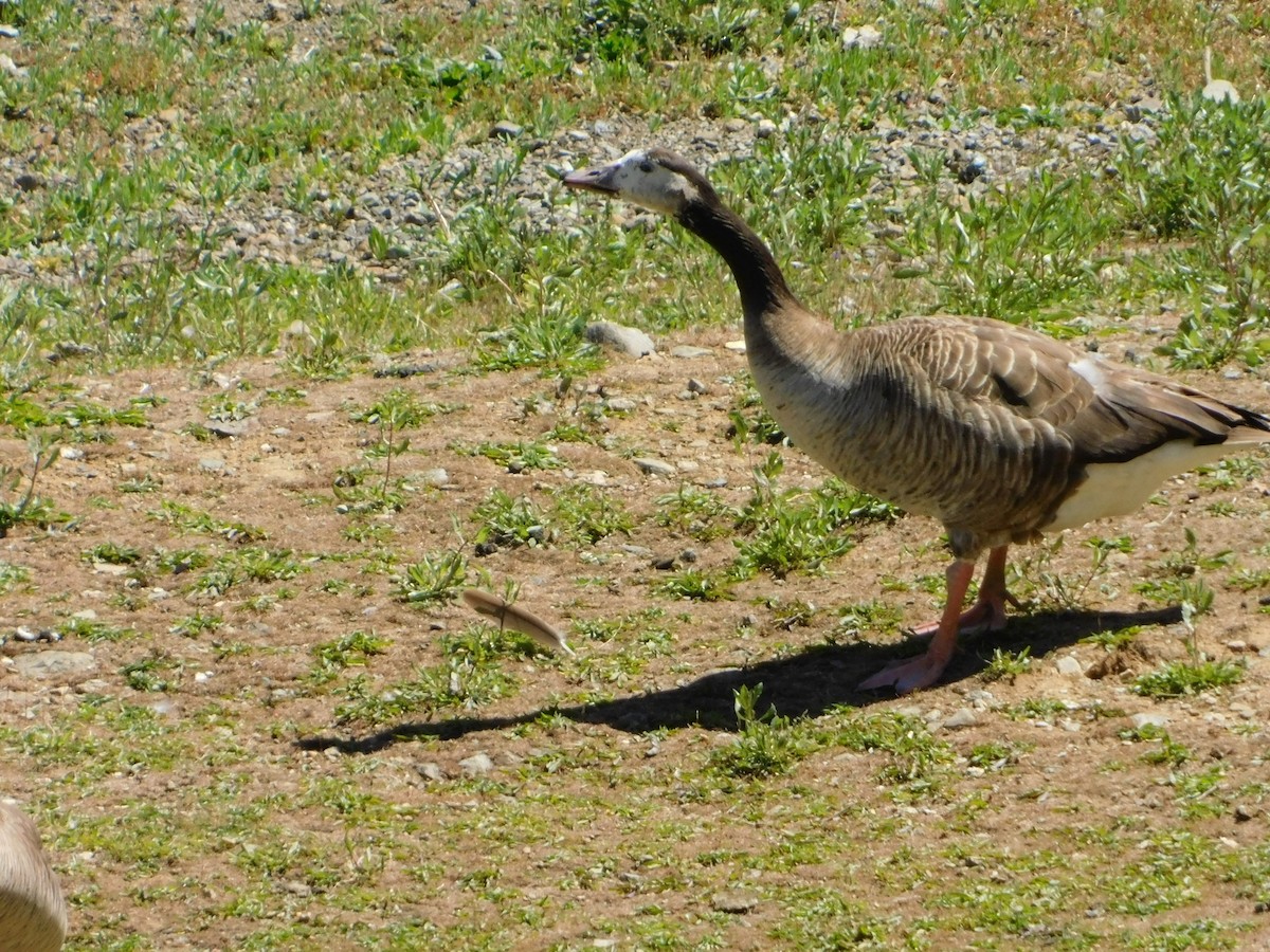 Domestic goose sp. x Canada Goose (hybrid) - ML619401362