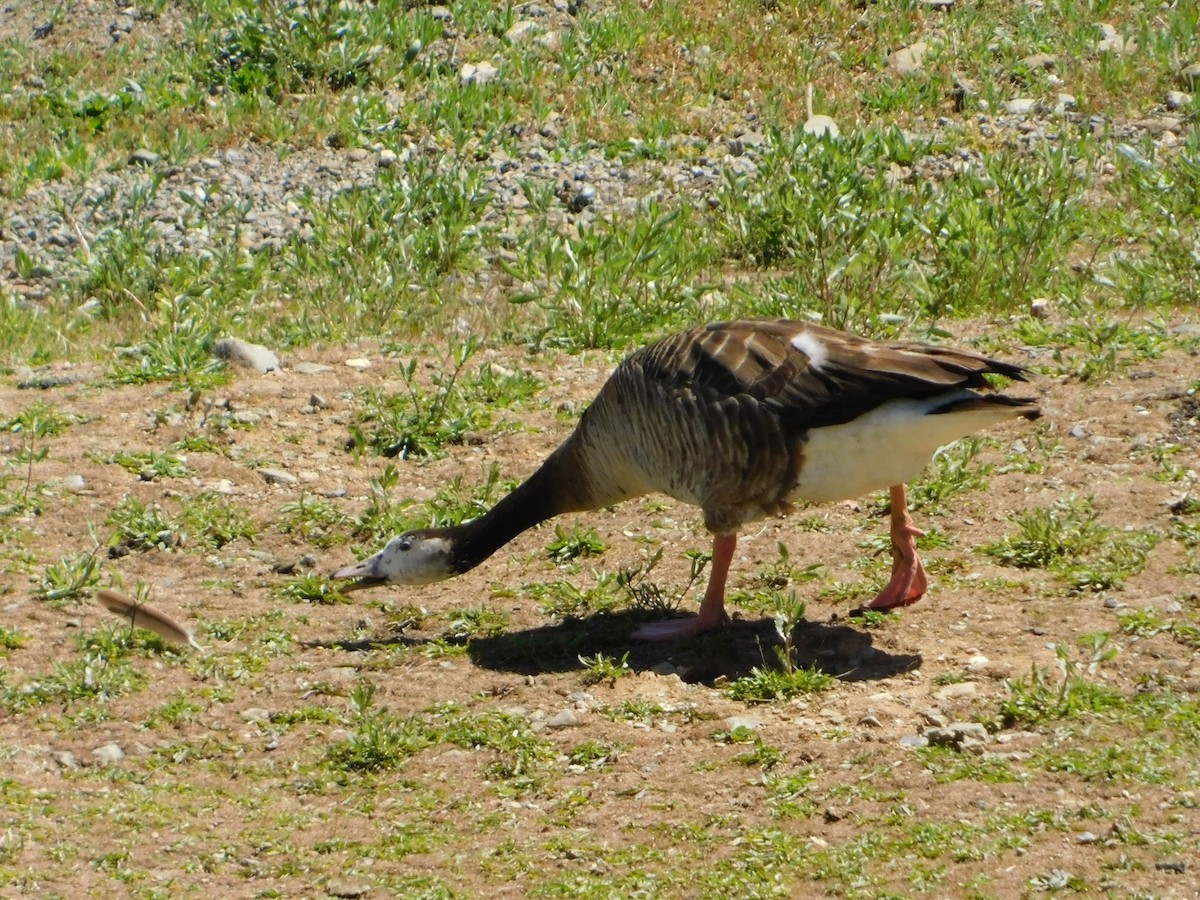 domácí husa sp. x berneška velká (hybrid) - ML619401364