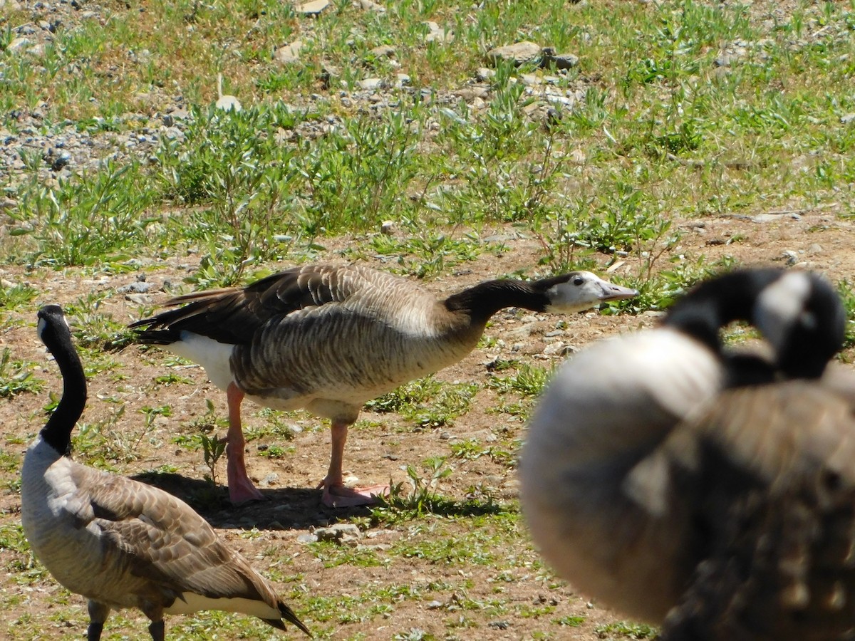 Domestic goose sp. x Canada Goose (hybrid) - ML619401370