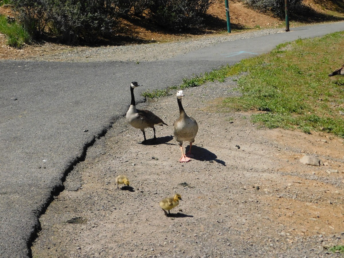 Domestic goose sp. x Canada Goose (hybrid) - ML619401372