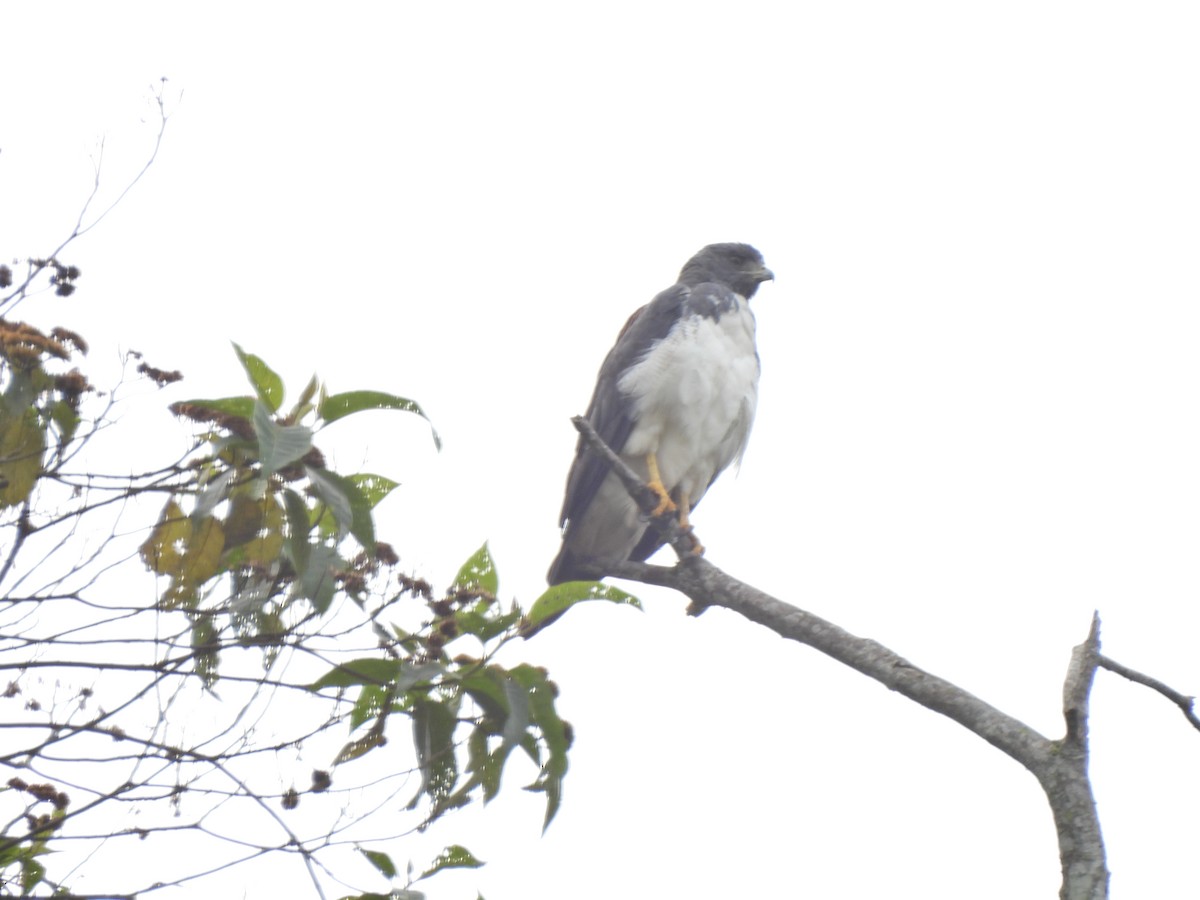 White-tailed Hawk - Enever Loaiza