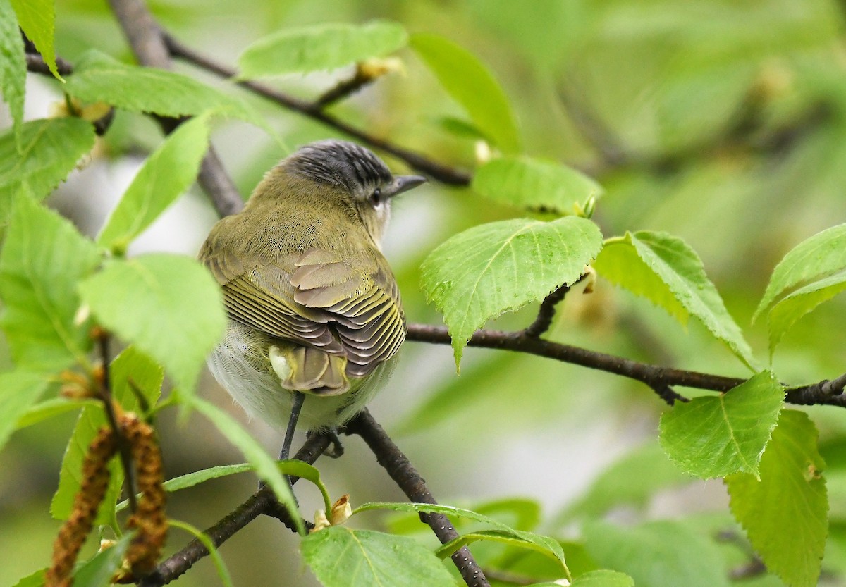 Red-eyed Vireo - Marcia Suchy