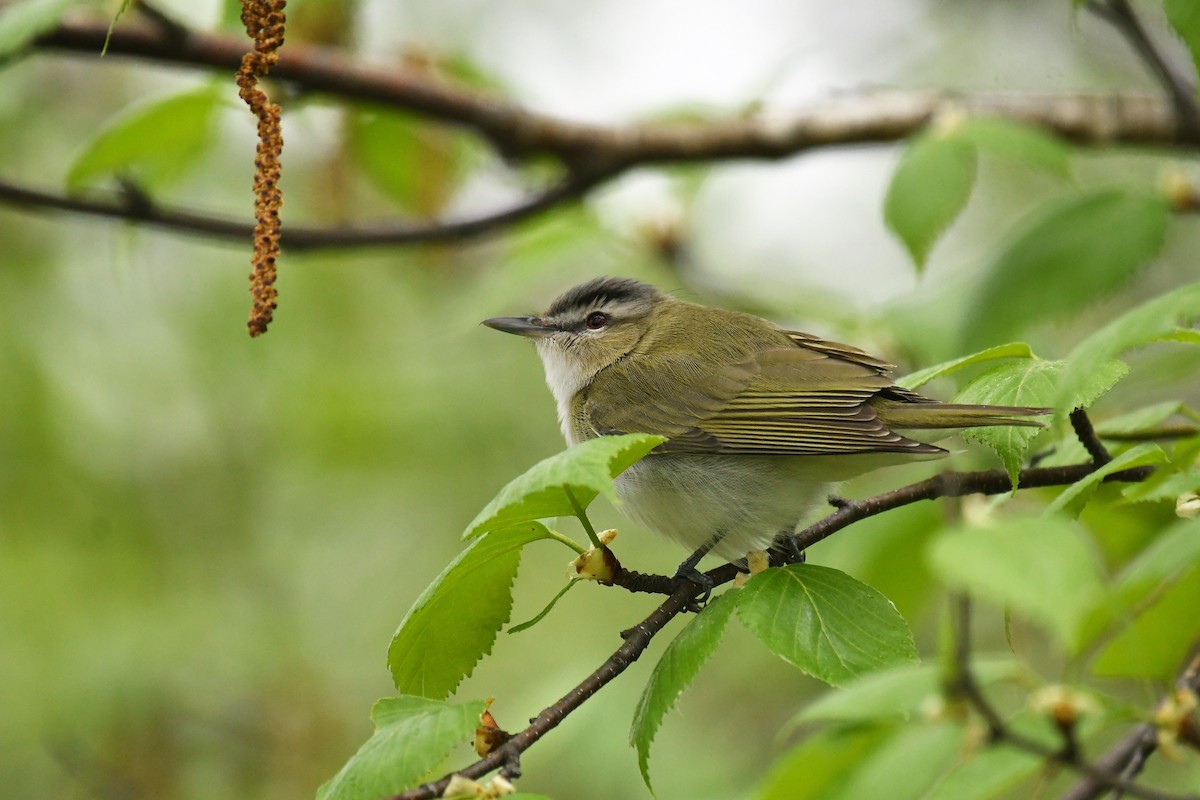 Red-eyed Vireo - Marcia Suchy