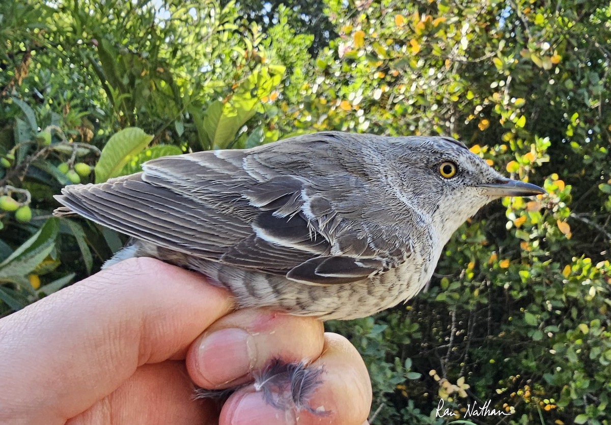 Barred Warbler - Ran Nathan