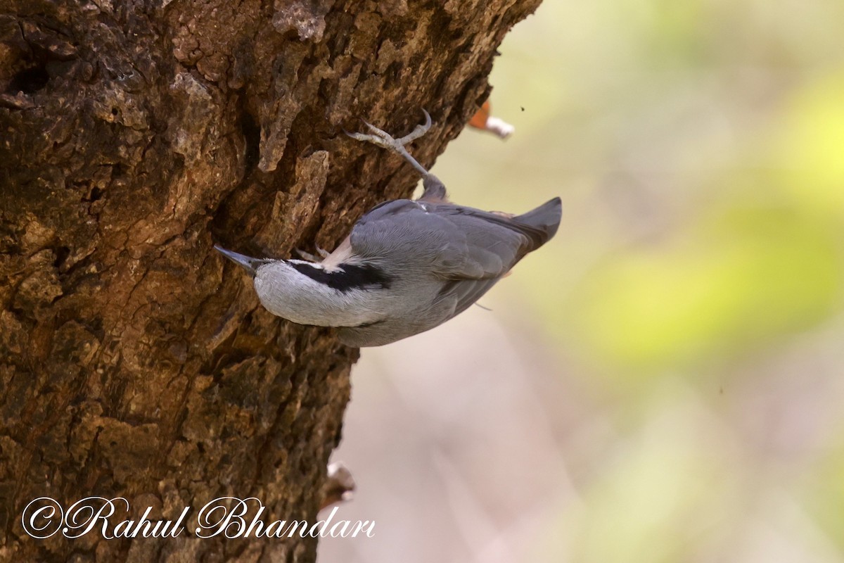 Indian Nuthatch - ML619401383