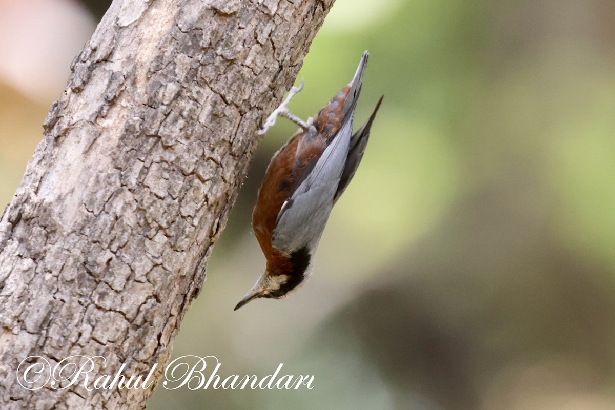 Indian Nuthatch - Rahul Bhandari