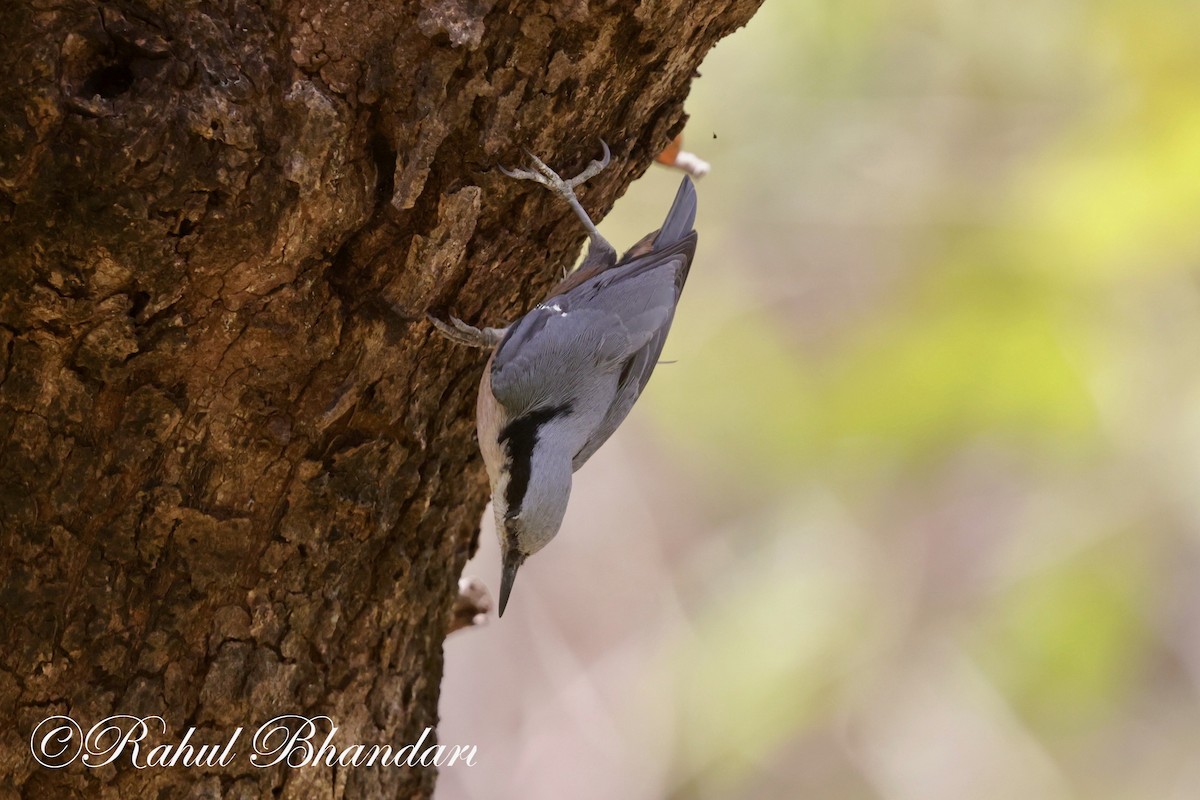 Indian Nuthatch - ML619401388