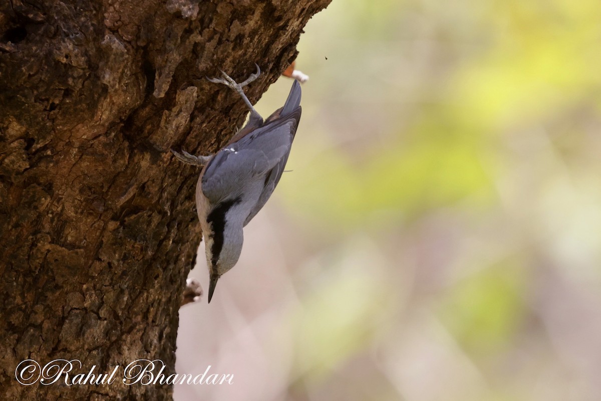 Indian Nuthatch - ML619401389