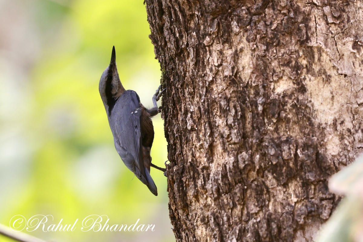 Indian Nuthatch - Rahul Bhandari