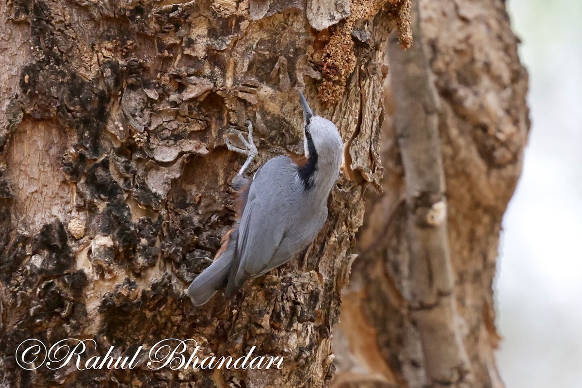 Indian Nuthatch - Rahul Bhandari