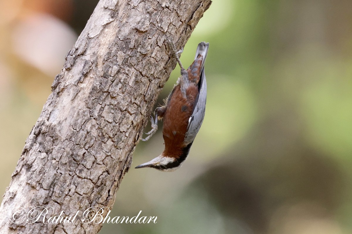 Indian Nuthatch - Rahul Bhandari