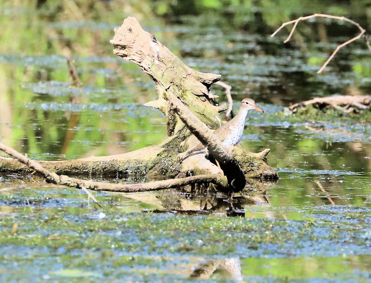 Spotted Sandpiper - DICK GRUBB