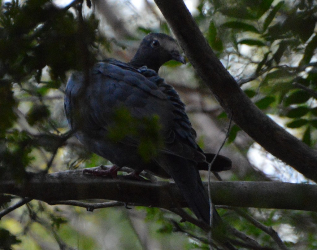 Pigeon à couronne blanche - ML619401416