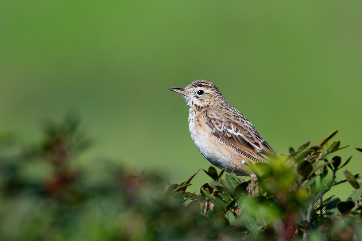 Richard's Pipit - ML619401418