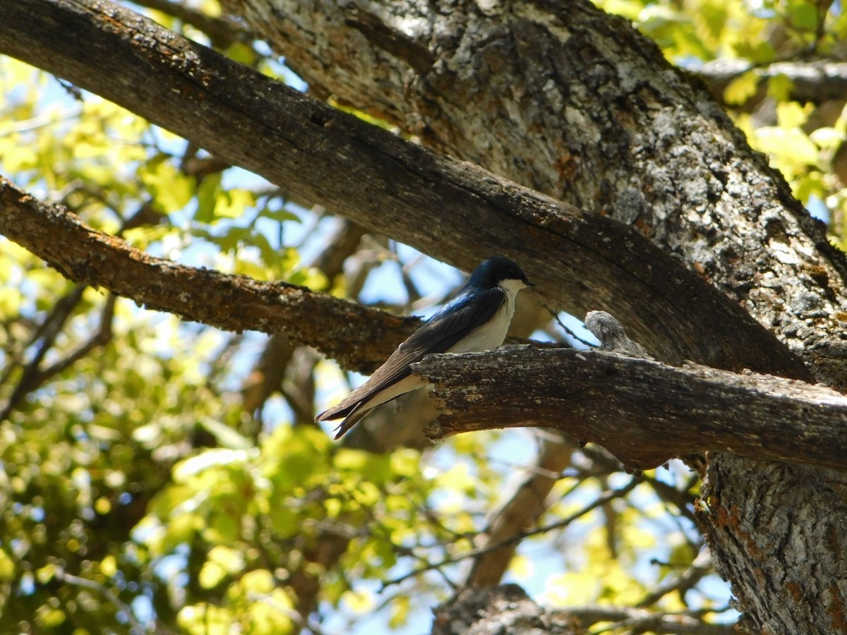 Tree Swallow - Nathaniel Cooley