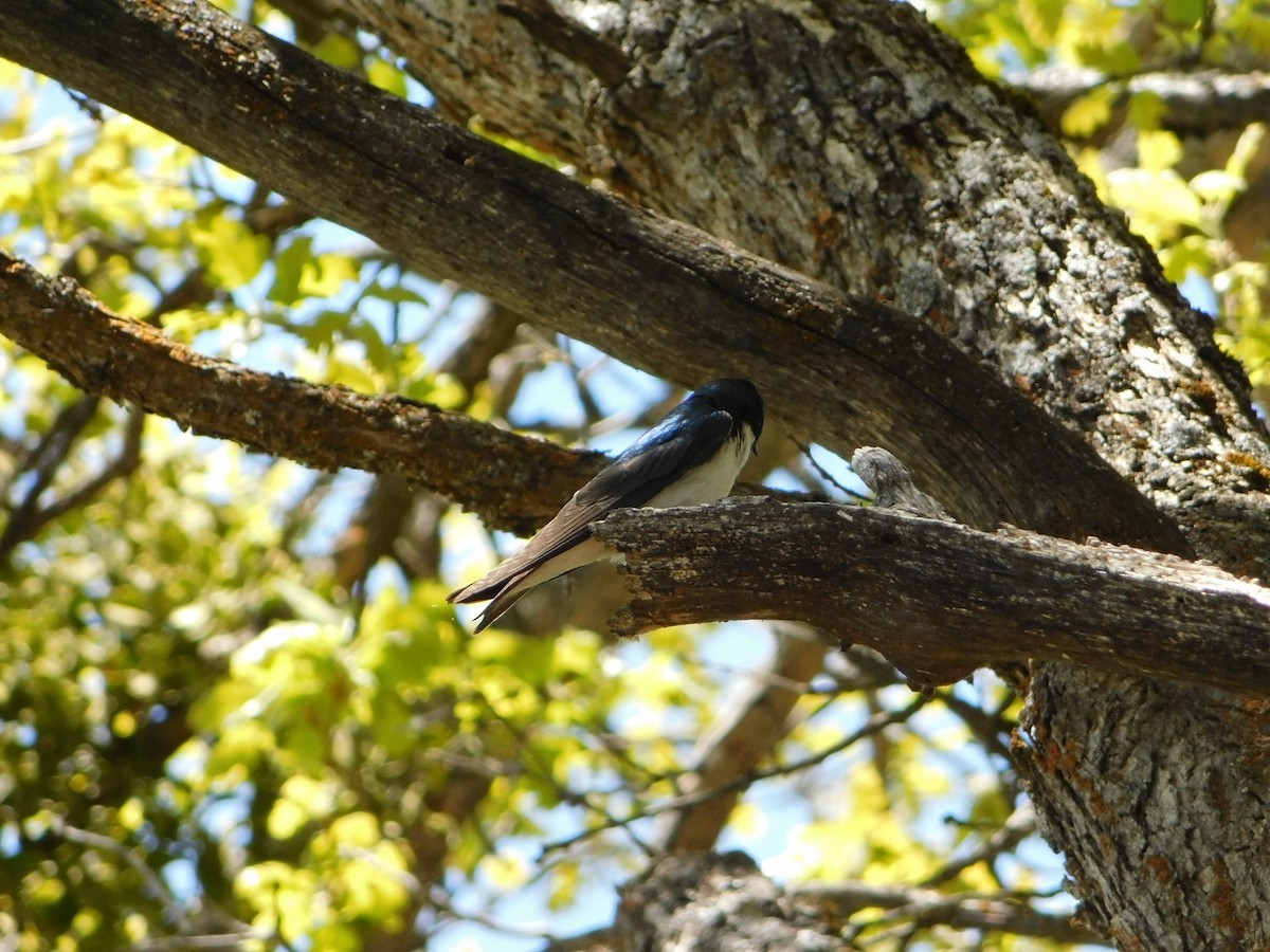 Tree Swallow - Nathaniel Cooley