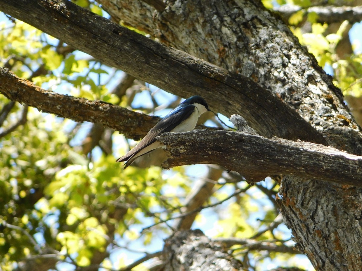 Tree Swallow - Nathaniel Cooley