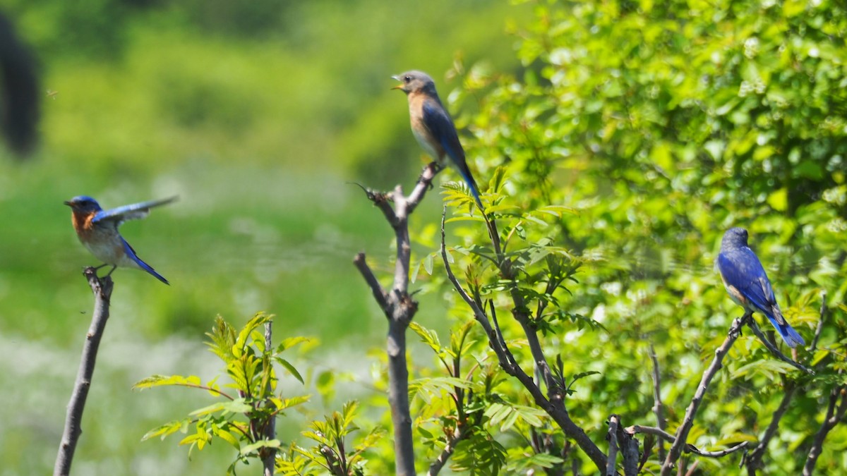 Eastern Bluebird - Ken MacDonald