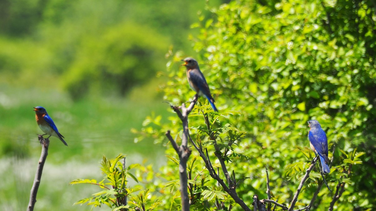 Eastern Bluebird - Ken MacDonald