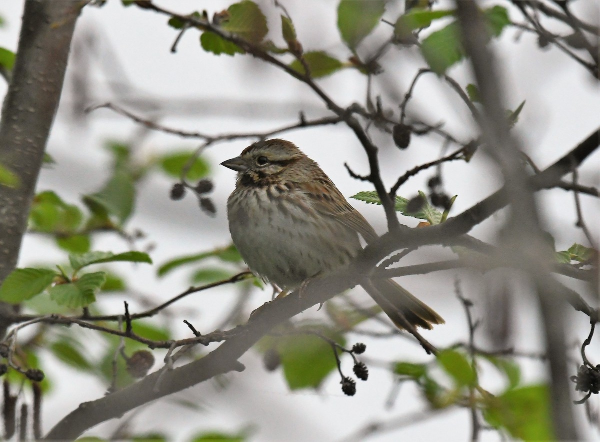 Song Sparrow - Marcia Suchy